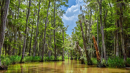 Cajun Encounters
