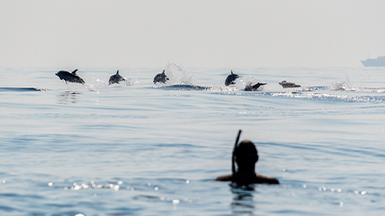 dolphin