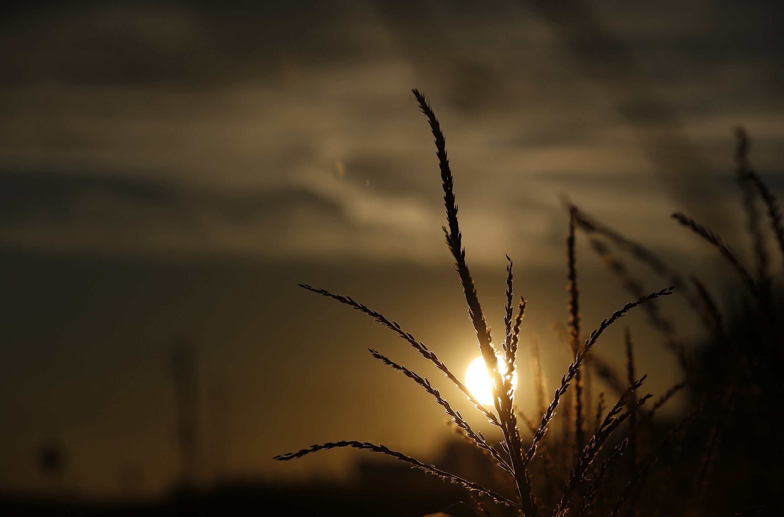 sun-rising-behind-corn-field