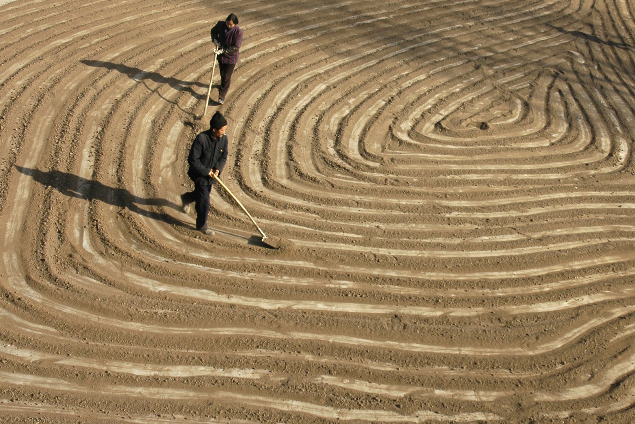 turmeric-drying-in-sun