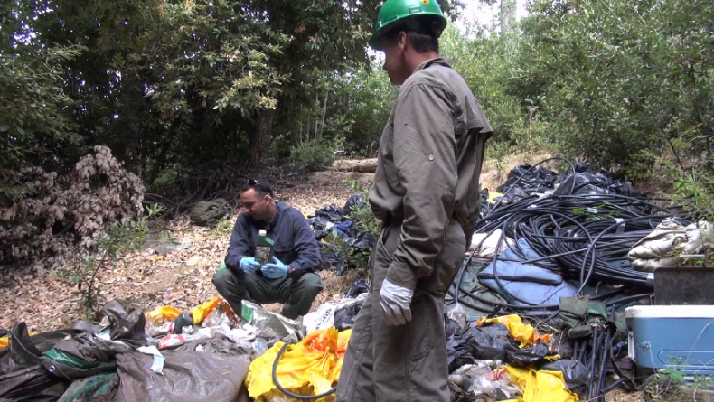 Illegal grow site