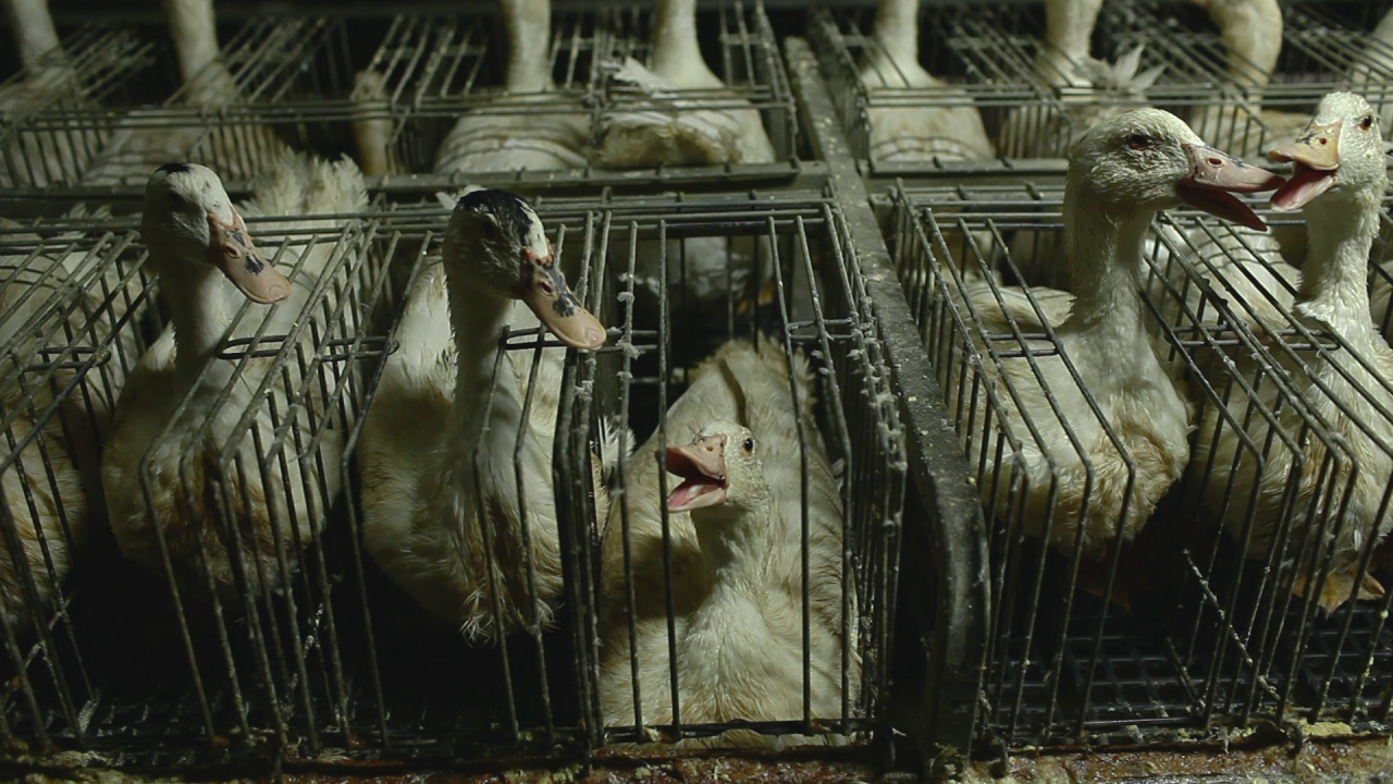 Torture in a Can' French Foie Gras Farmers Failing to Improve ...
