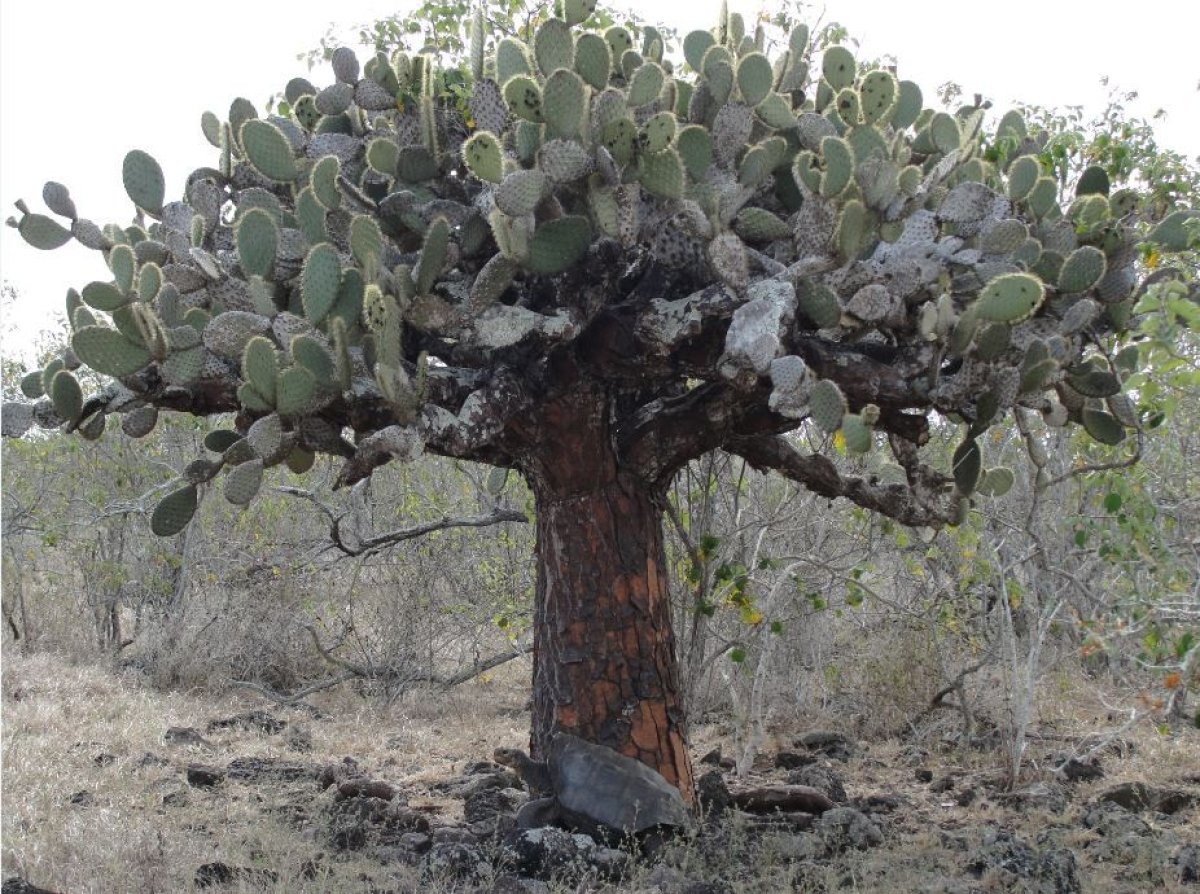 tortoise-cactus