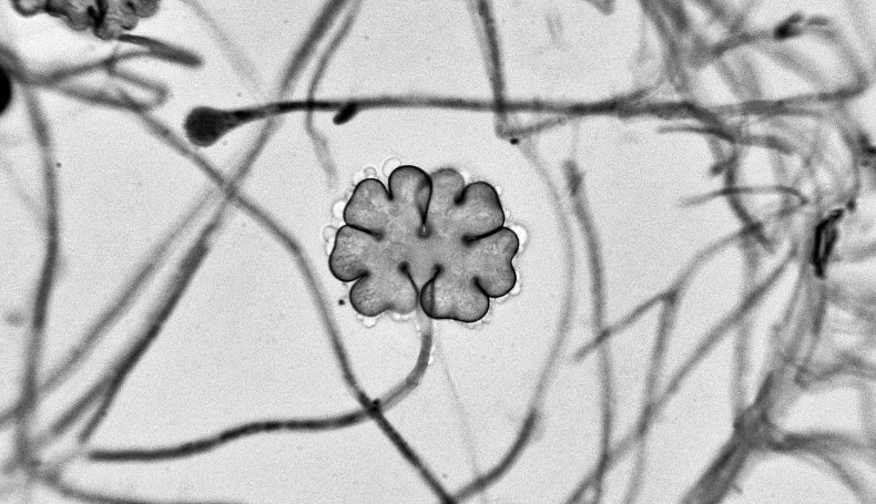 rare-fungus-clover-shaped-spore