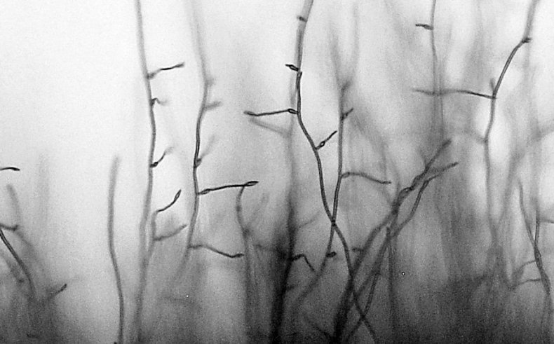 rare-fungus-stalks