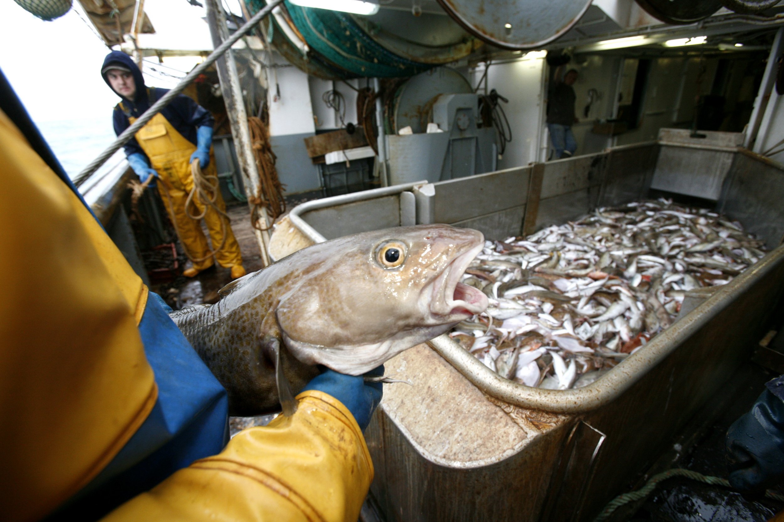 Atlantic Cod Overfishing