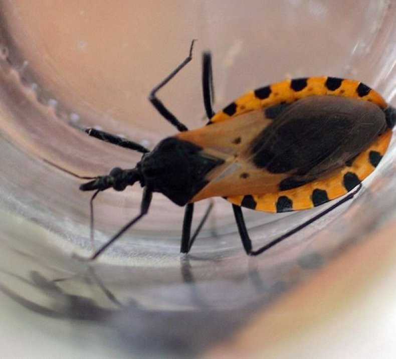 kissing-bug
