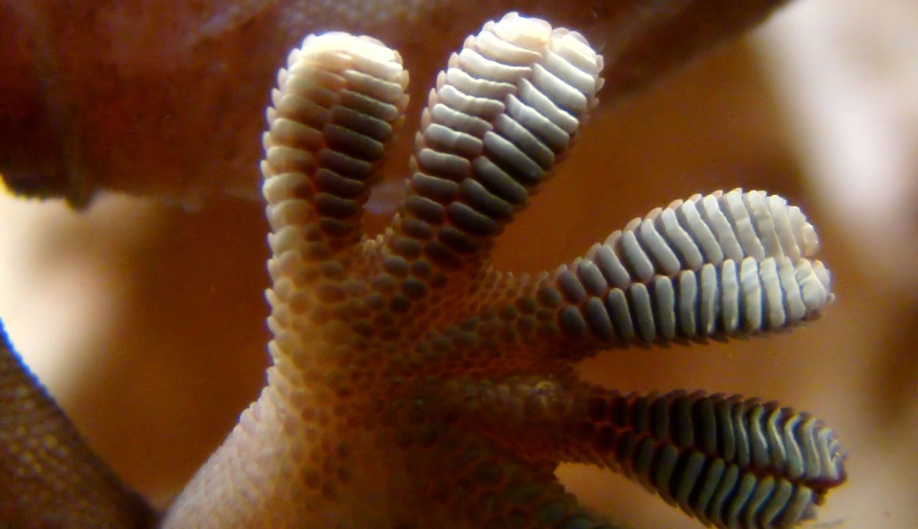 Gecko foot