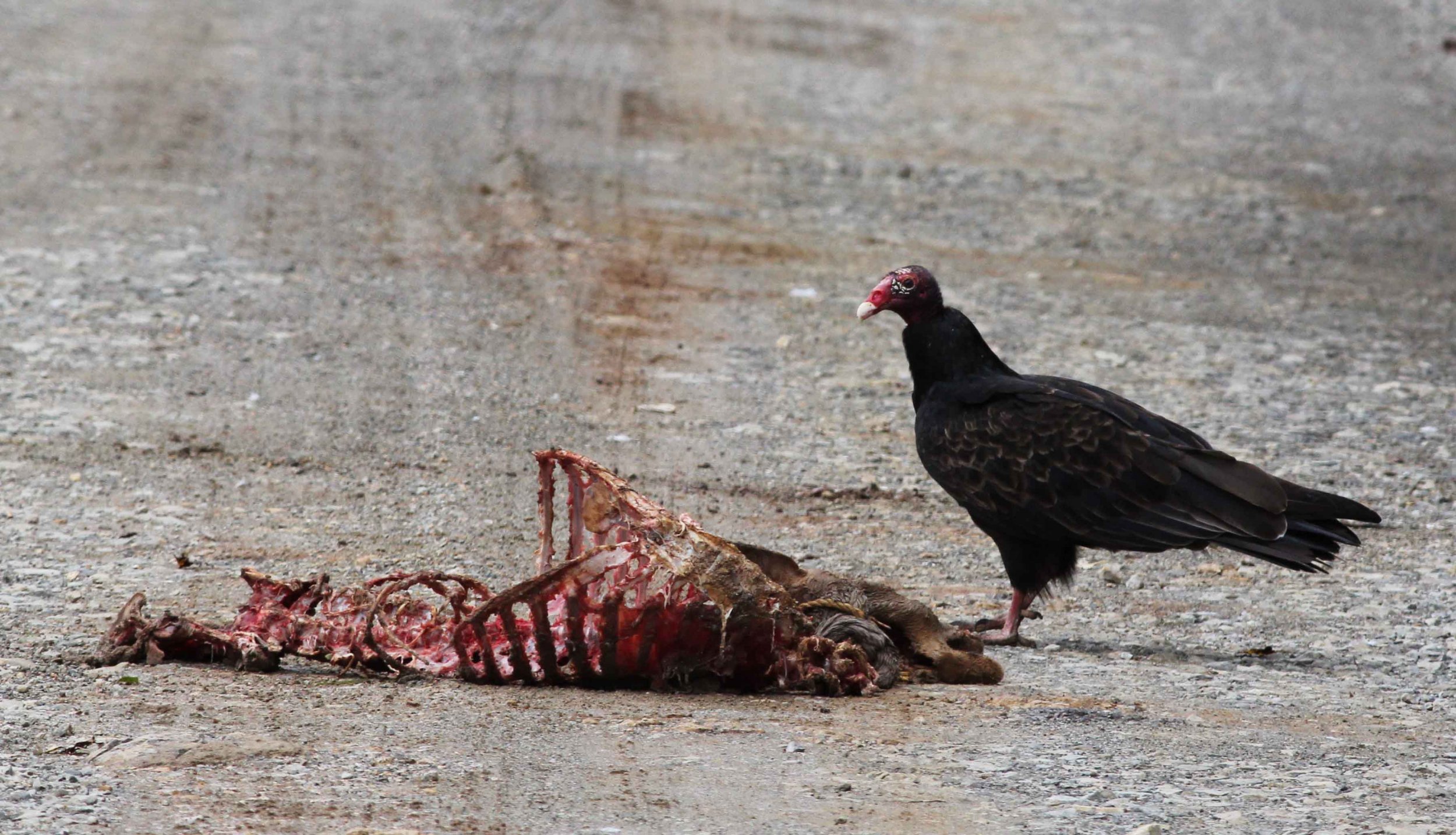 Turkey-vulture-Gary-Raves