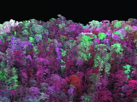 Carbon Imaging of a Forest Canopy