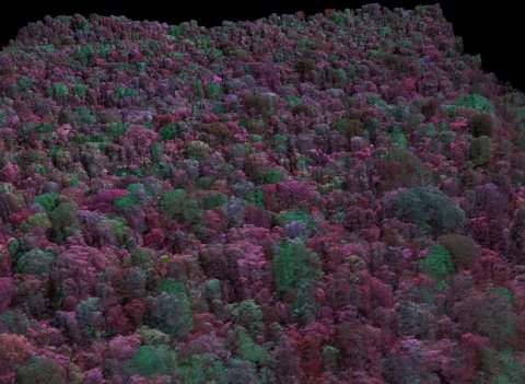 Rainforest in Spectroscopic 3D