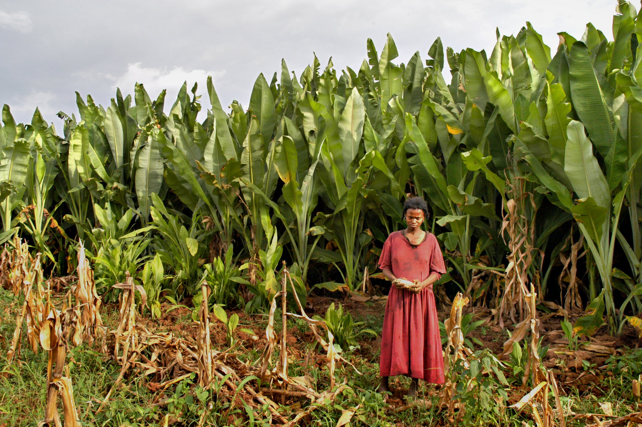 Solving Hunger In Ethiopia By Turning To Native Crops   12 19 Cropdiversity 01 