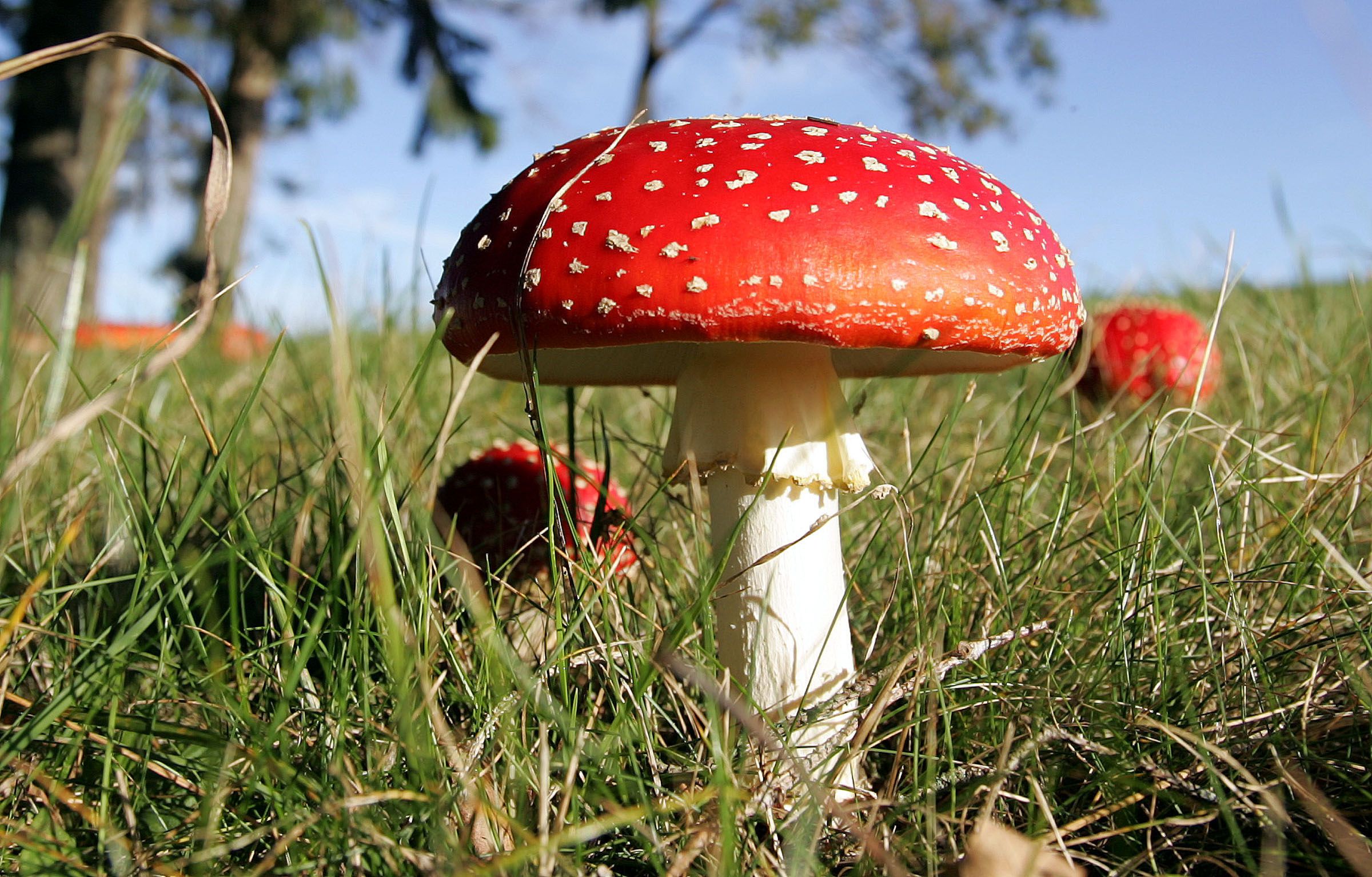 Mushroom tent -  France