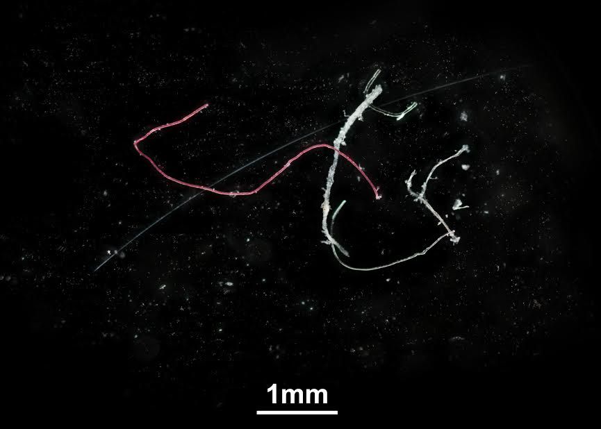 microplastic-fibers