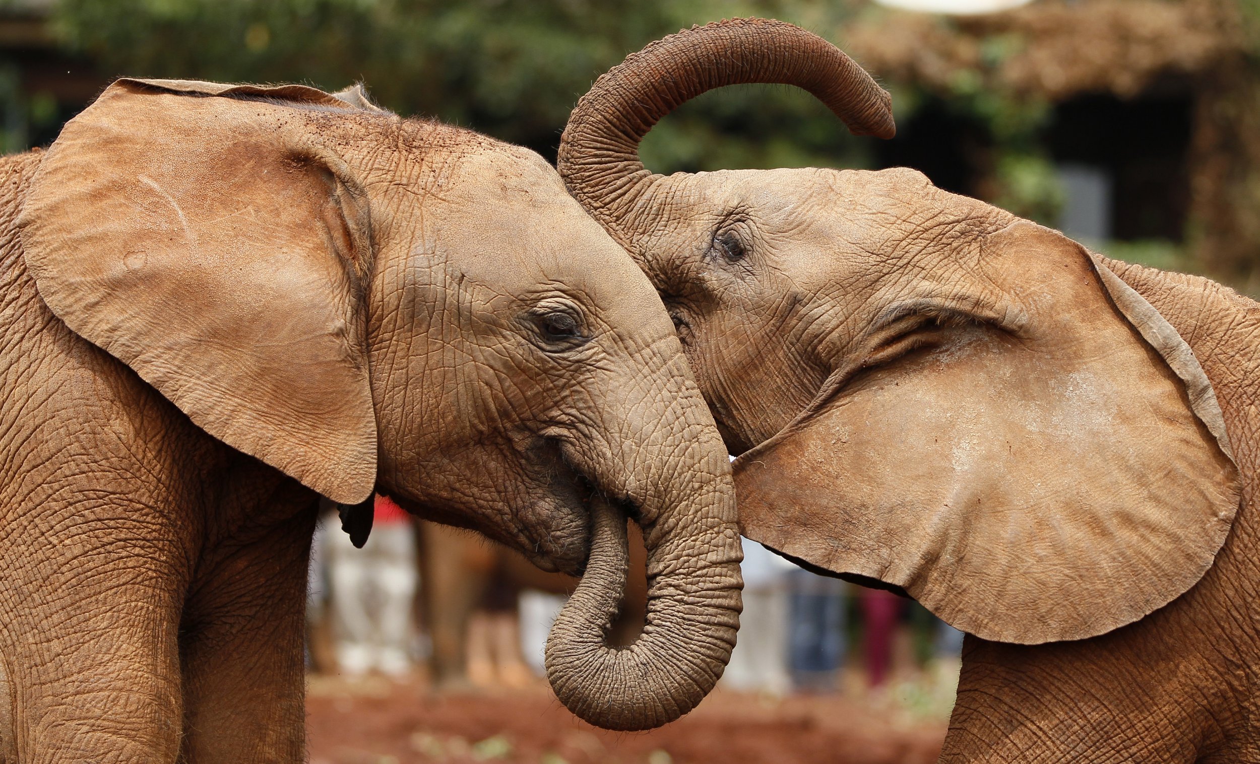 Baby elephants