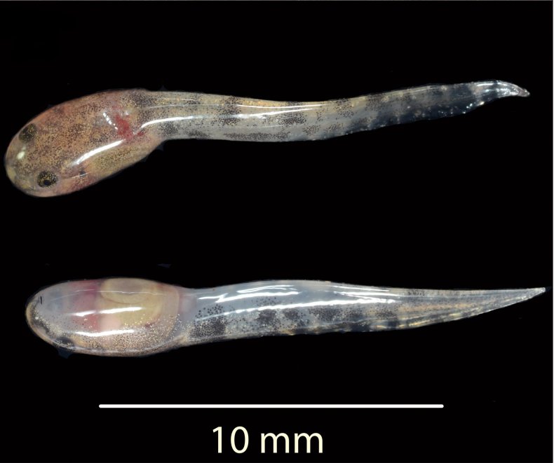 tadpoles