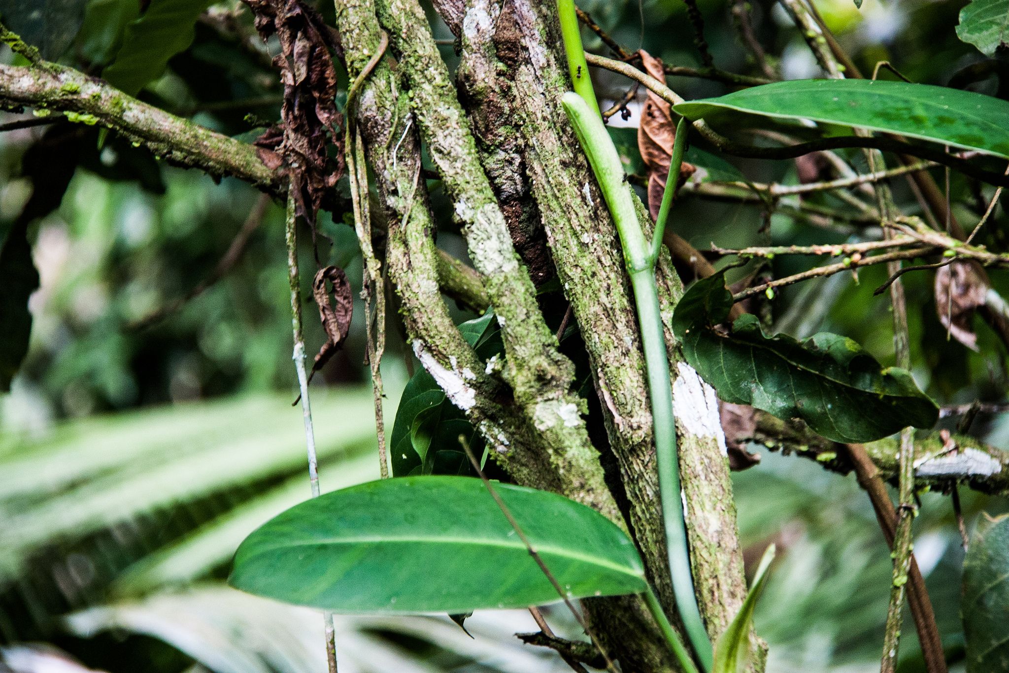 Exploring Magical Worlds With Ayahuasca Drinkers