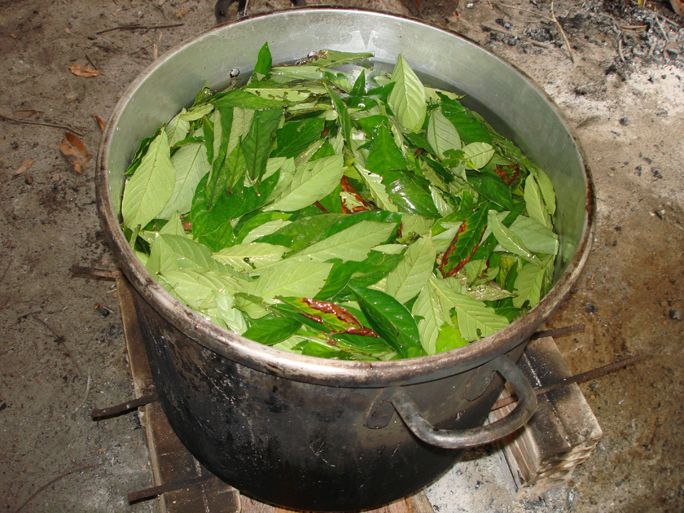 ayahuasca_leaves_in_the_pot_684