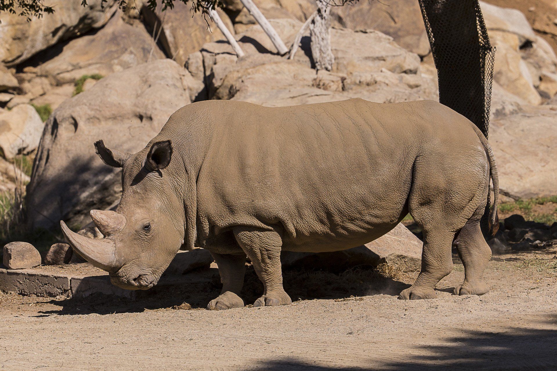 2014-12-15T214817Z_41325307_GM1EACG06Z901_RTRMADP_3_USA-CALIFORNIA-RHINO