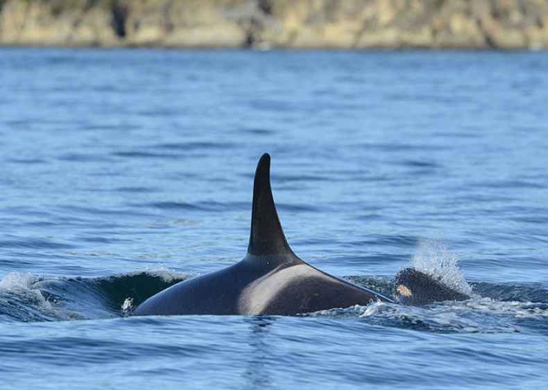 J-16 and calf J-50