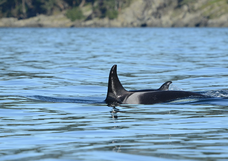 J-16 and calf J-50