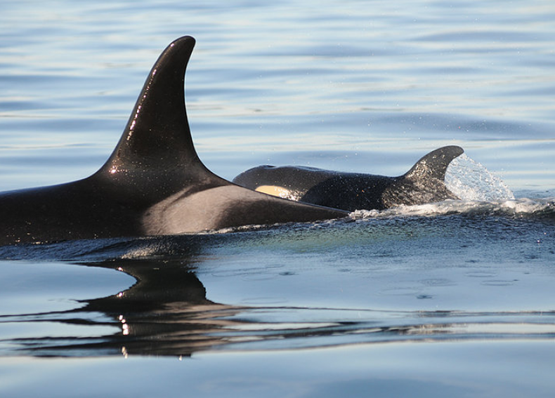 J-16 and calf J-50