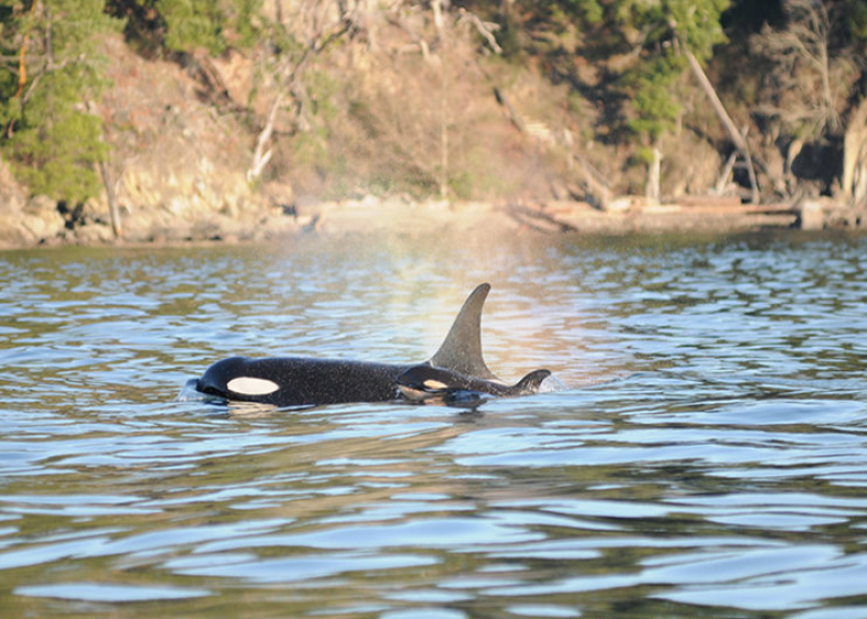 J-16 and calf J-50