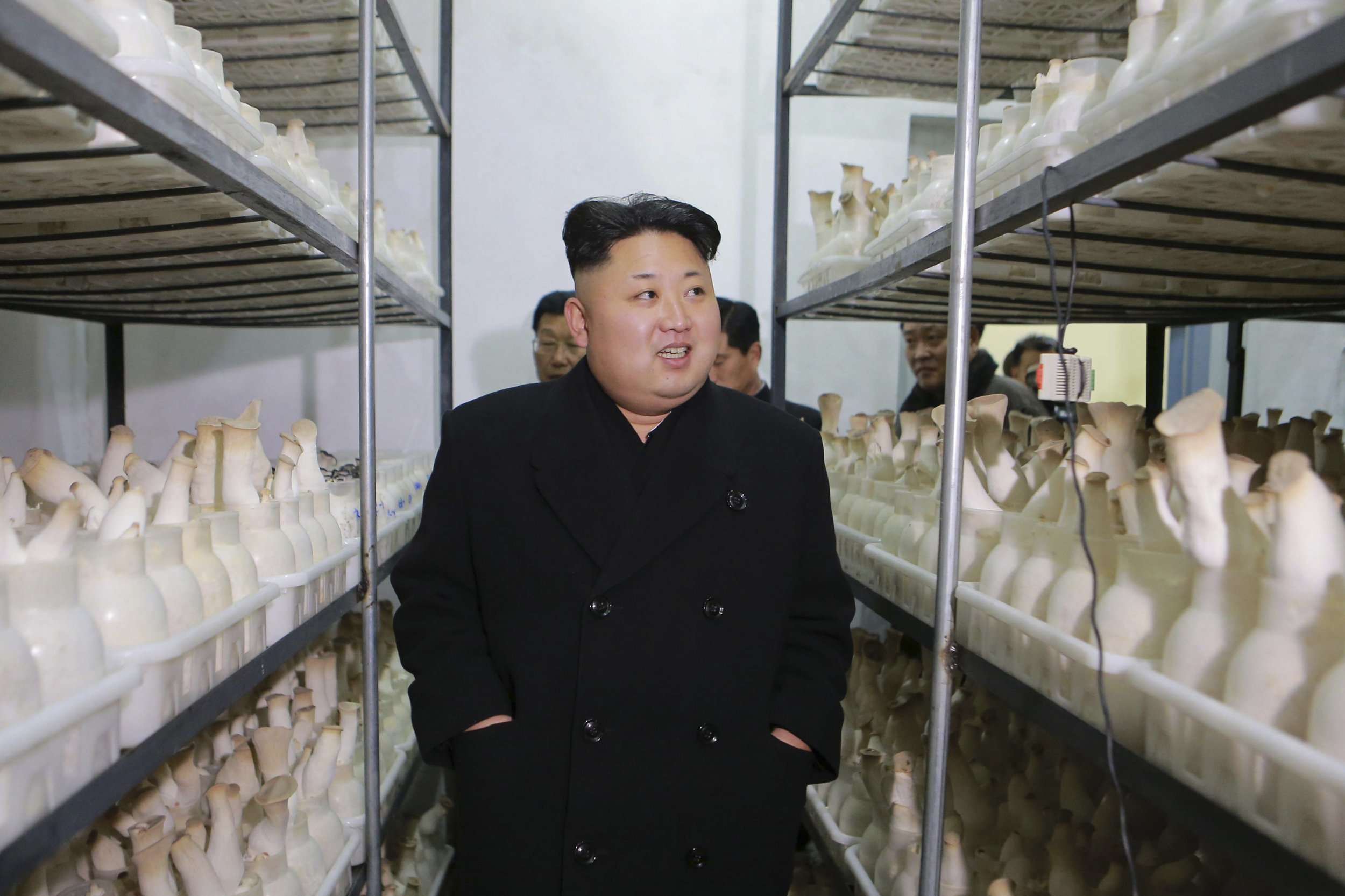 kju kju