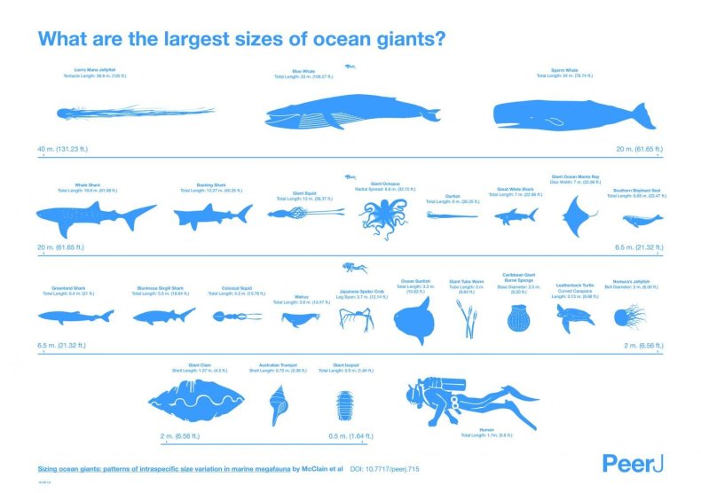 marine-animal-sizes marine-animal-sizes