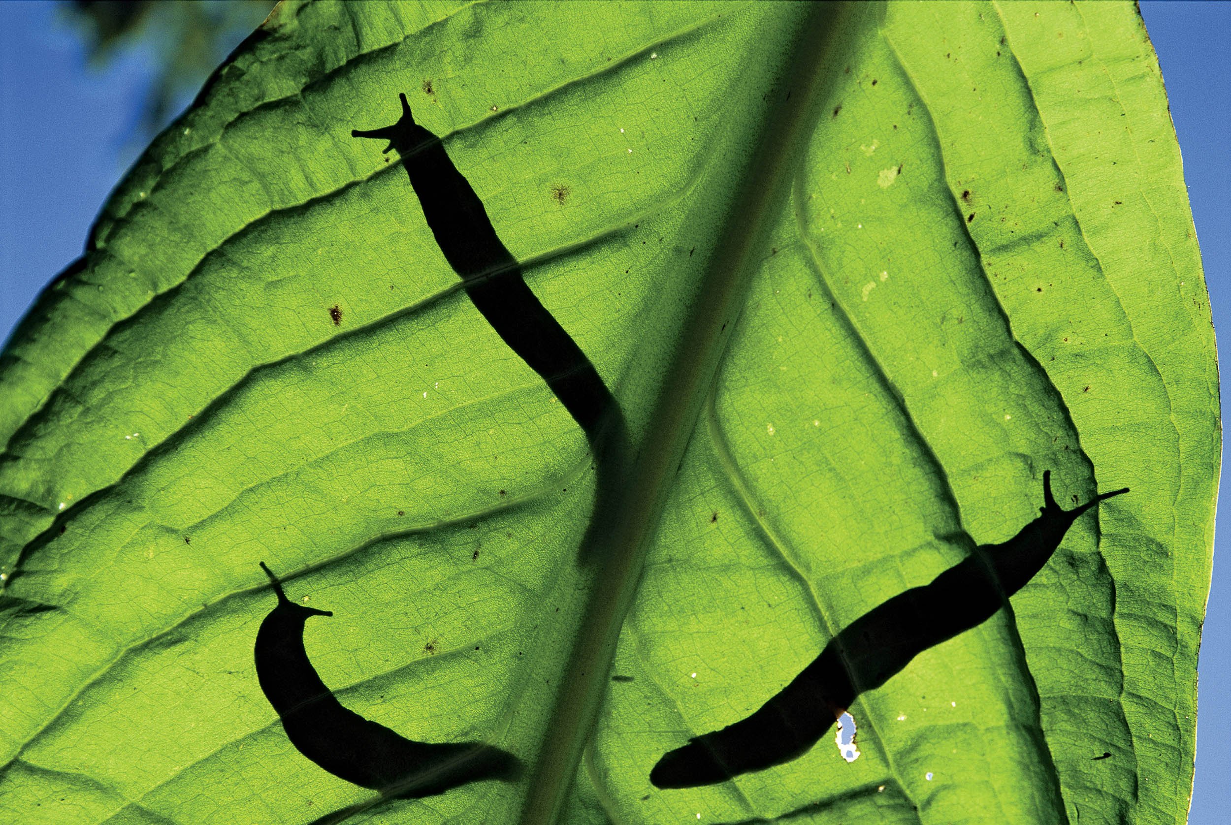 Slugs Are Eating America's Farms - Newsweek