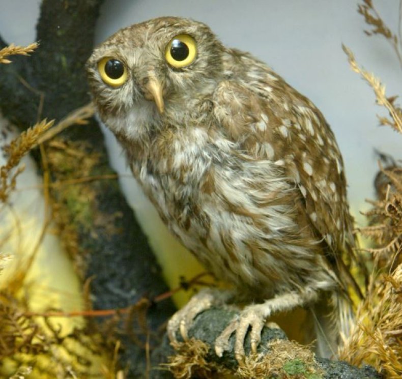 athena-little-owl