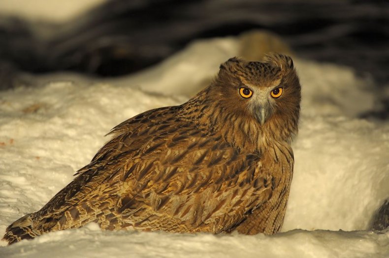 Blakistons_fish_owl