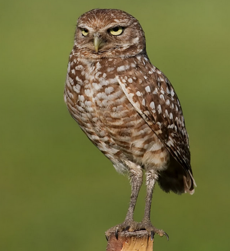 burrowing-owl-florida-standing