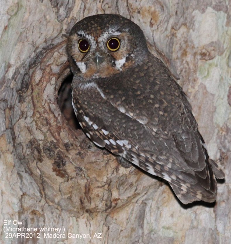 elf-owl
