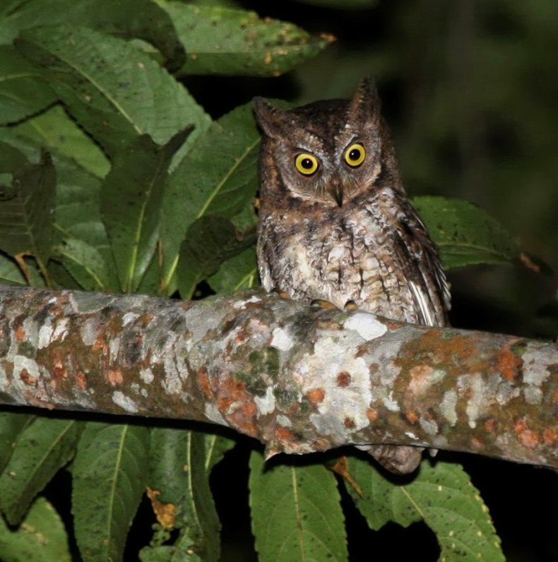Rinjani-scops-owl