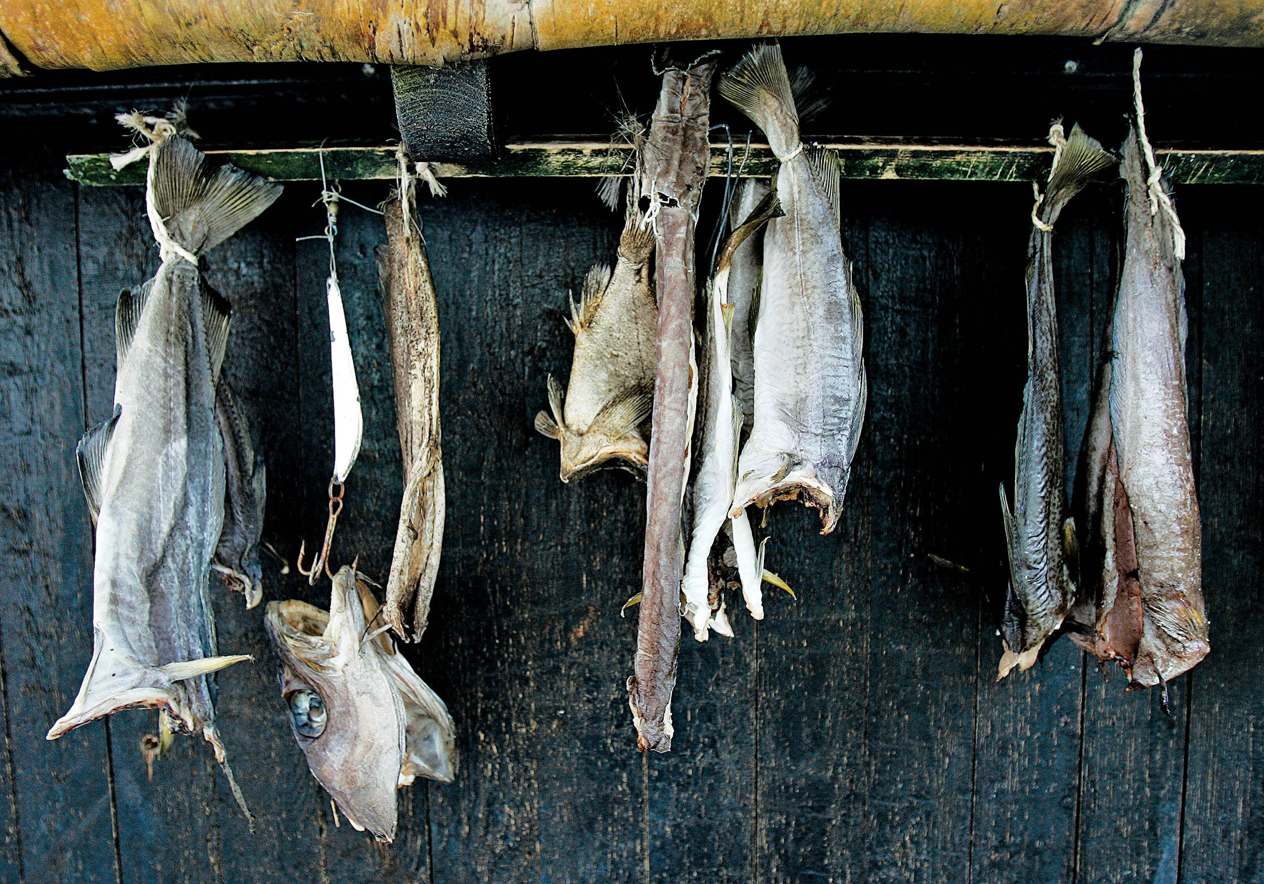 Scientists Develop Indoor Stockfish Drying Method