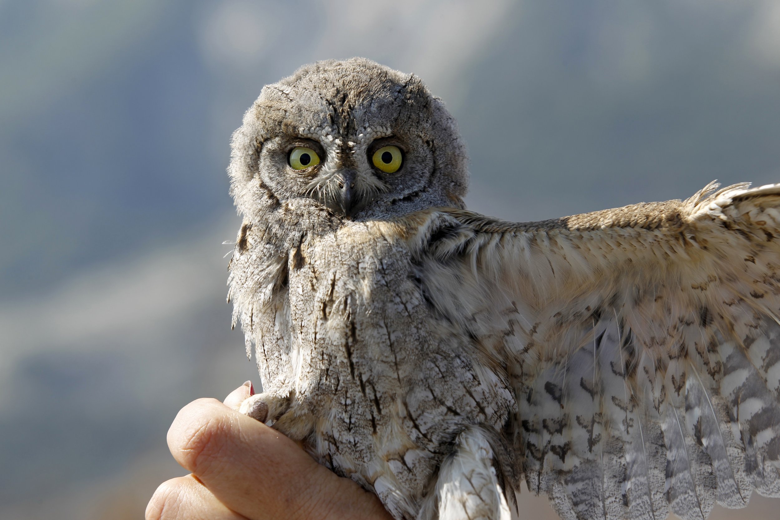 Screech (mascot) - Wikipedia