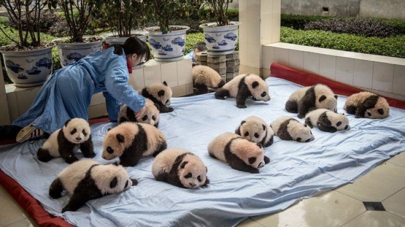 baby-pandas