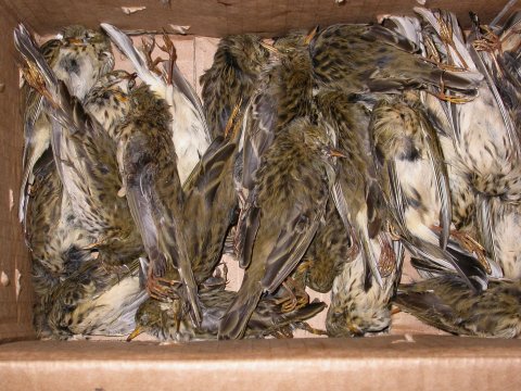 Birds