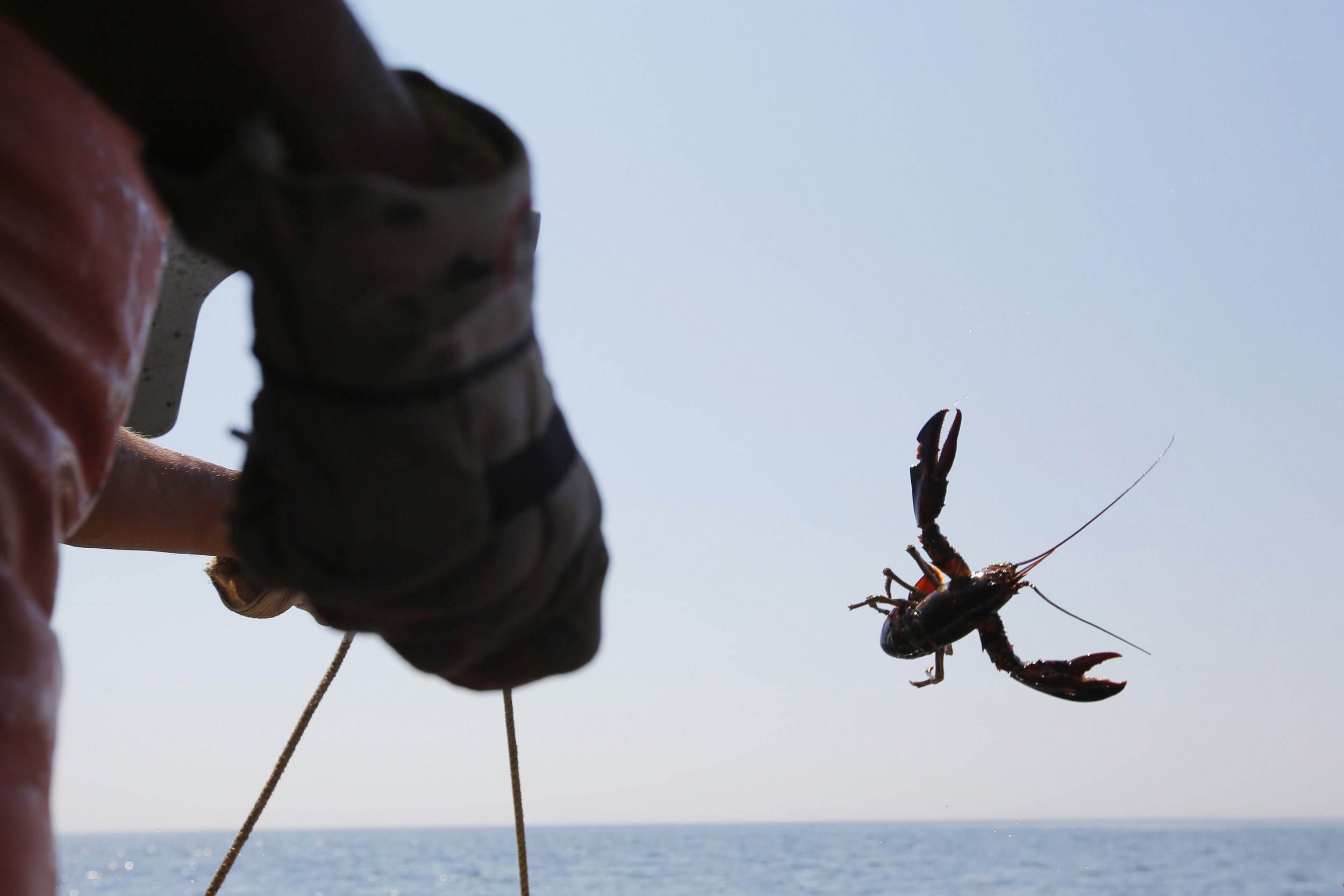 Lobster fishing and climate change