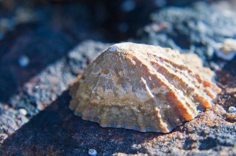 limpet