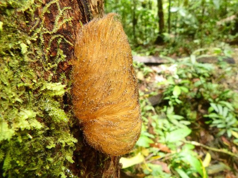 peruvian-caterpillar