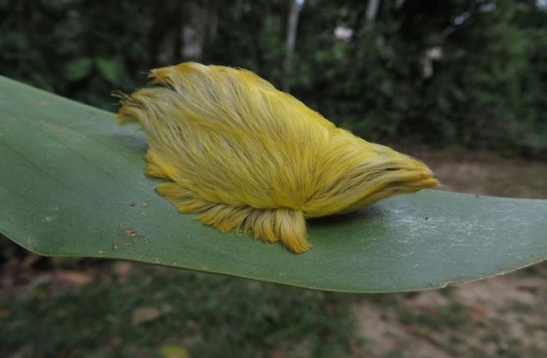 caterpillar-trump-hair