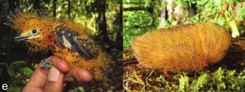 chick-and-caterpillar
