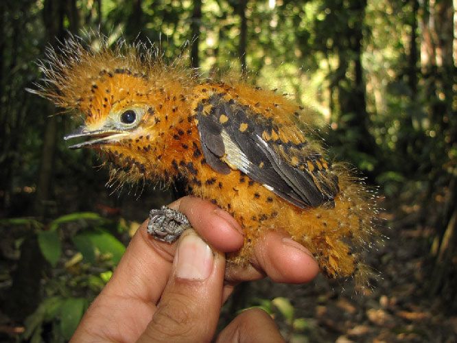 peruvian-bird-chick