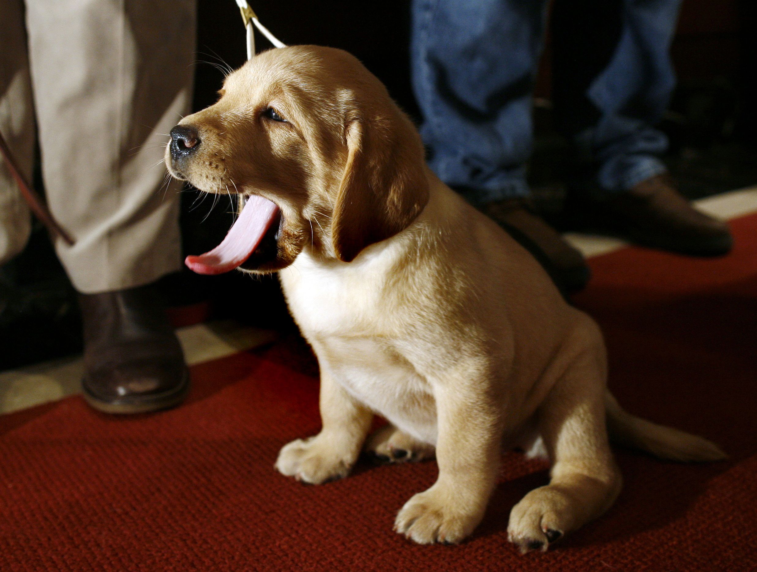 what are the most popular dogs in america