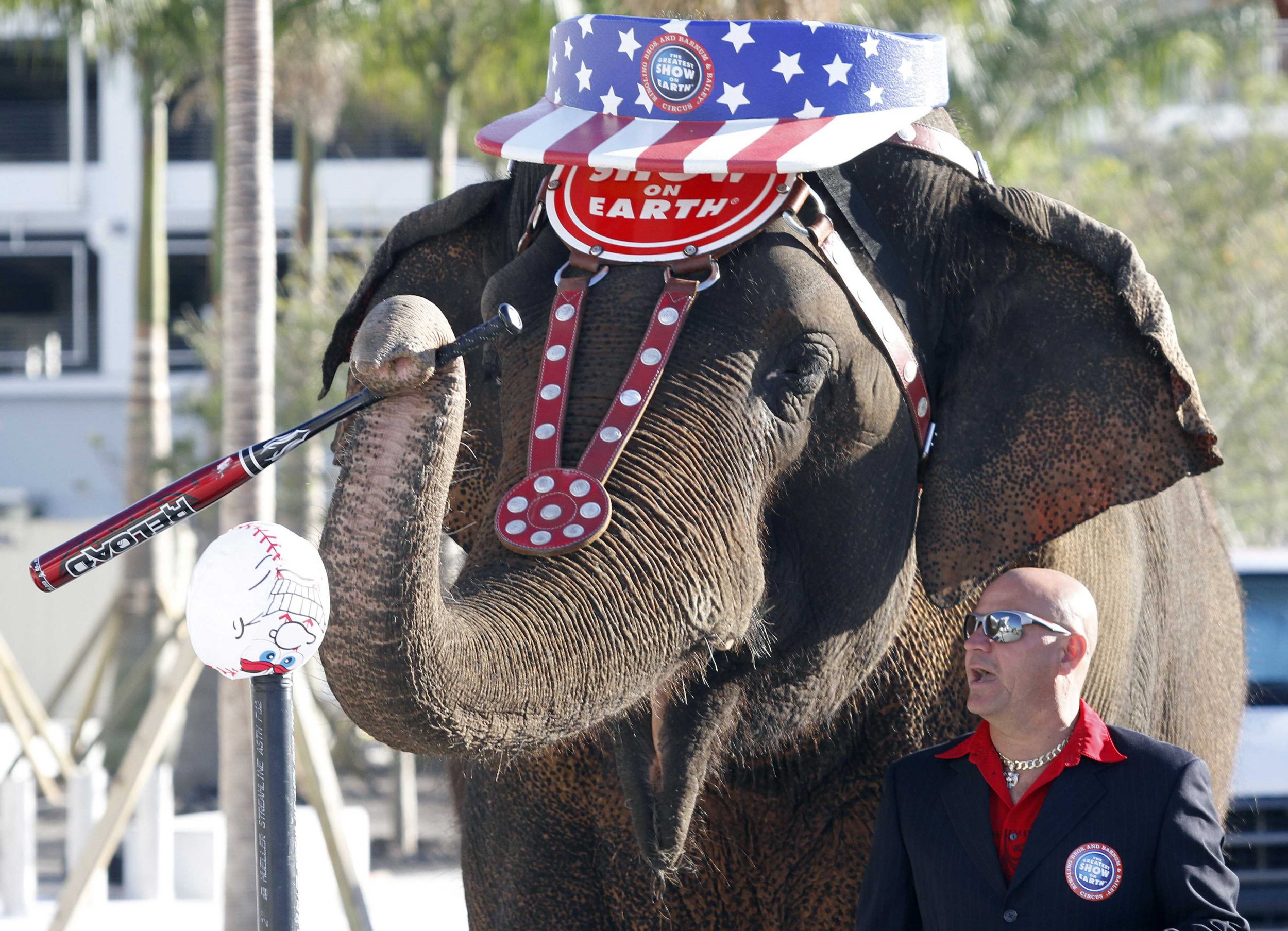 ringling brothers circus elephants