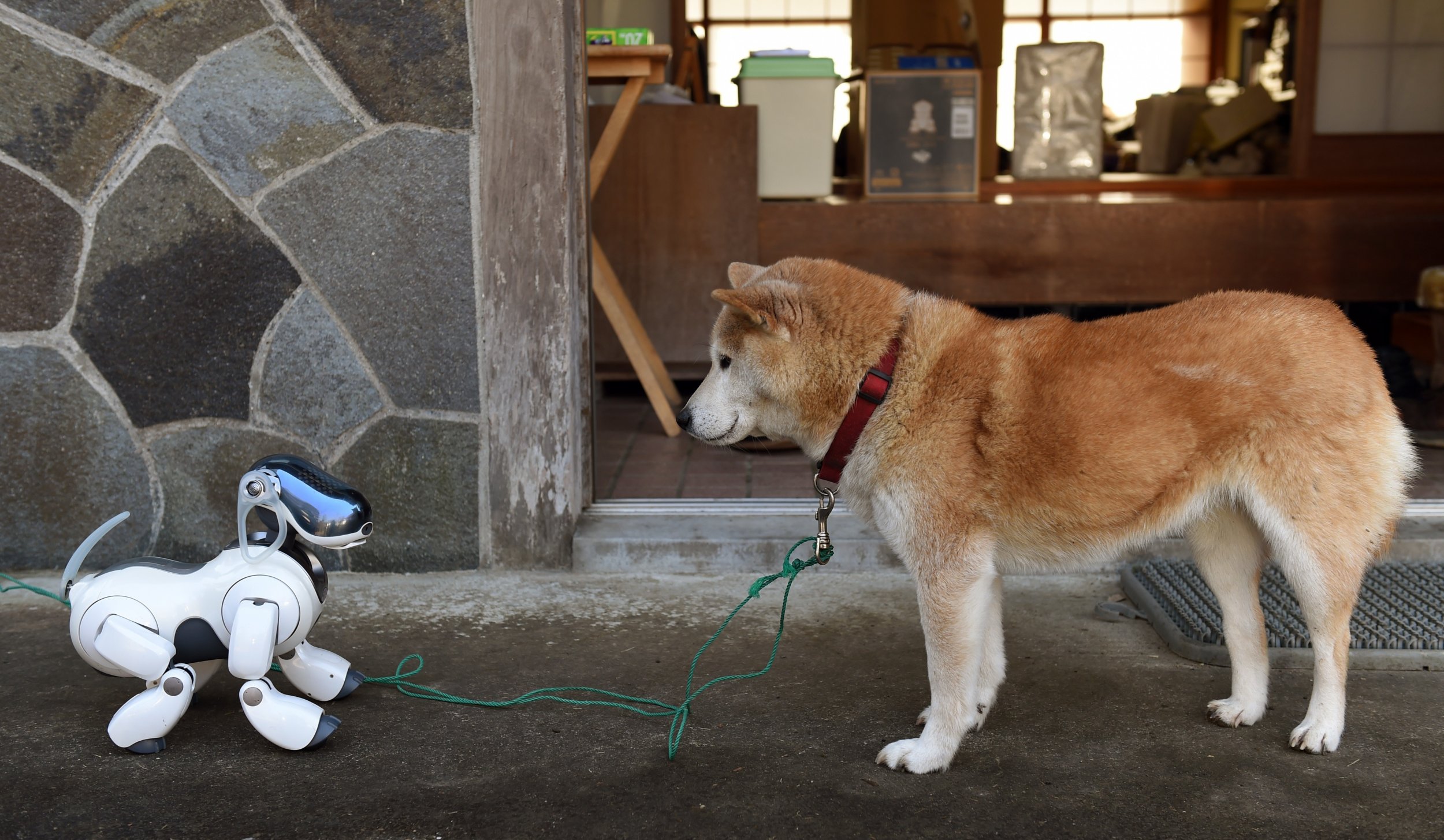 japanese robot dog