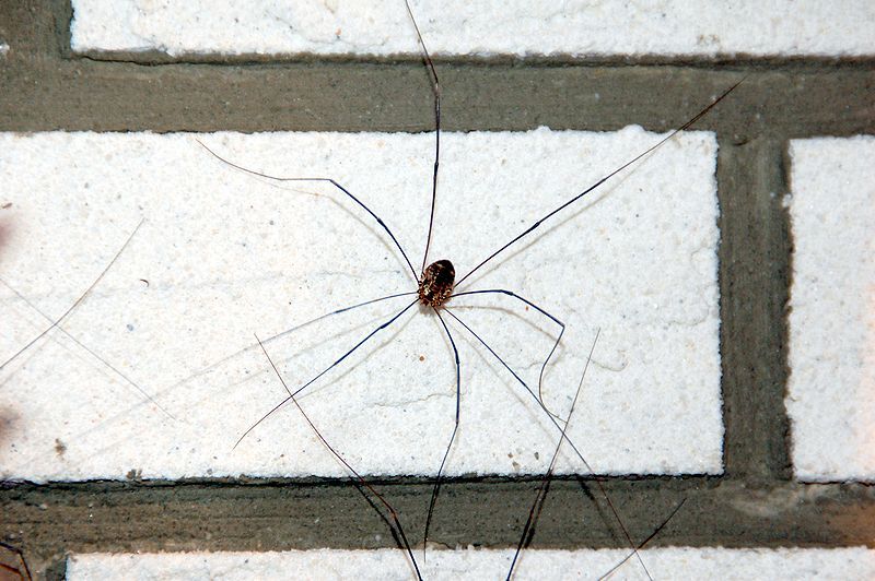 Daddylongleg Spiders - Control, Extermination, Removal, long legs