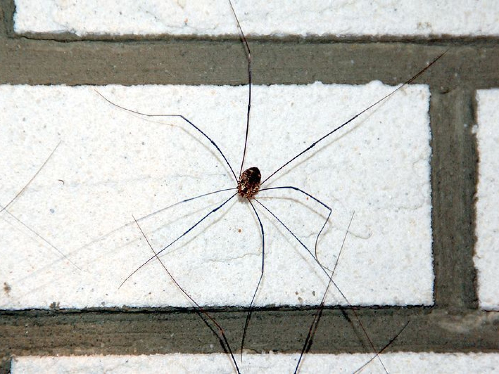 Daddy Longlegs: Everything You Need to Know
